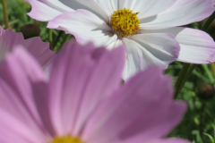 depth-of-field-at-macro