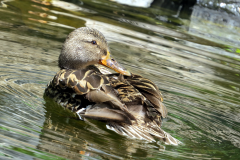 duck