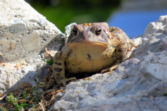 toad