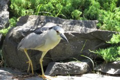 IMG_1867