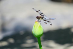 IMG_1895