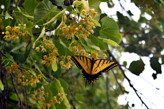 butterfly-eosrebelxi